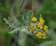 Jacobaea carniolica