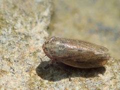 Euscelis incisus
