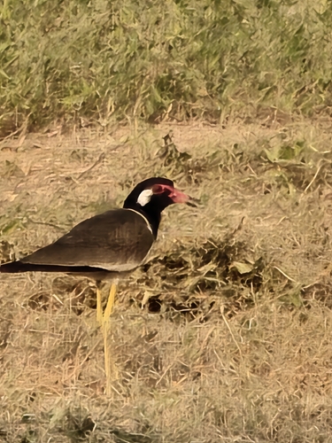 Red-wattled Lapwing