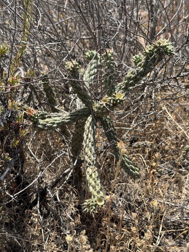Cylindropuntia californica, photograph 4