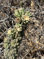 Cylindropuntia californica, photograph (c) Ian McFaul, some rights reserved (CC BY)