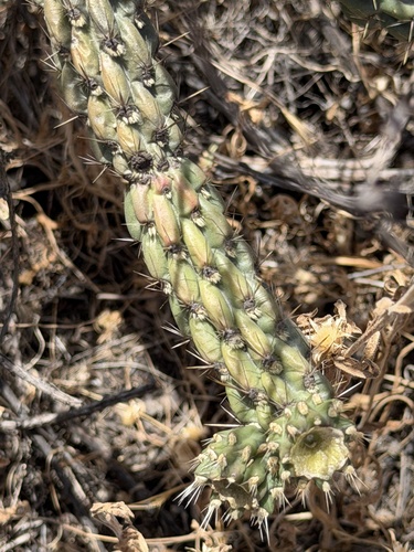 Cylindropuntia californica, photograph 6