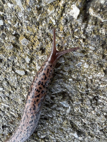 Limax maximus