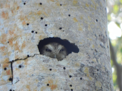 Margarobyas lawrencii