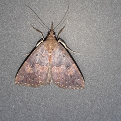 Hypena peruvialis