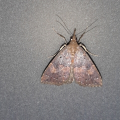 Hypena peruvialis