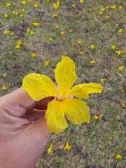 Handroanthus guayacan