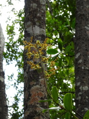 Dendrobium discolor
