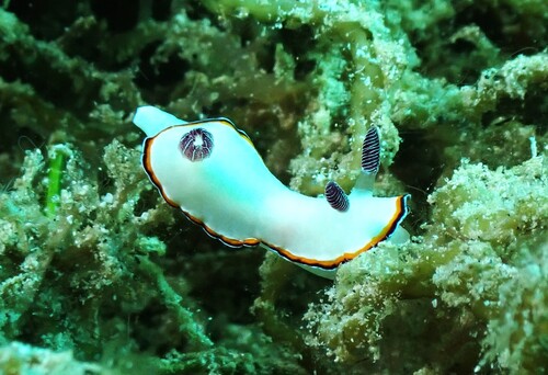 Goniobranchus fabulus