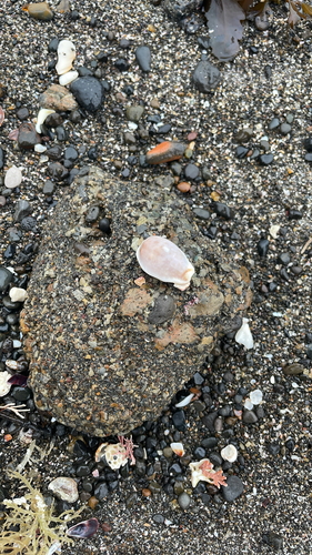 Cypraea boivinii, 2026-04-30
