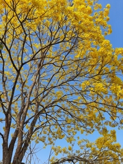 Handroanthus guayacan