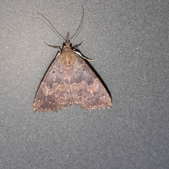 Hypena peruvialis