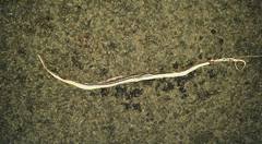 Psammophis subtaeniatus