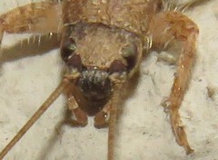 Arachnocephalini