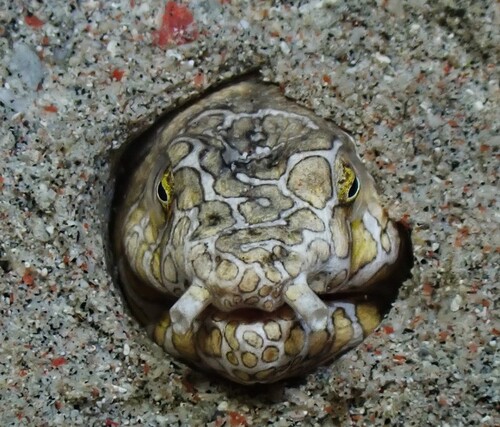 Ophichthus bonaparti