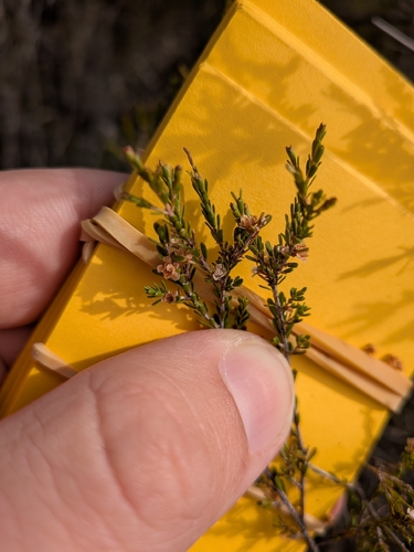 Thryptomene parviflora observed 2026-04-30