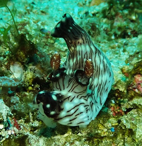 Jorunna rubescens