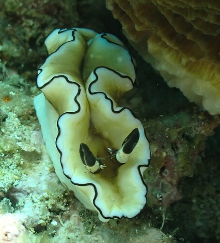 Doriprismatica atromarginata