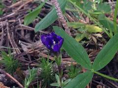 Gentiana pyrenaica