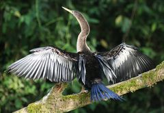 Anhinga anhinga leucogaster