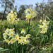 Narcissus tazetta italicus - Photo (c) Francesca Graziani, some rights reserved (CC BY-NC), uploaded by Francesca Graziani