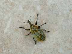Larinus latus