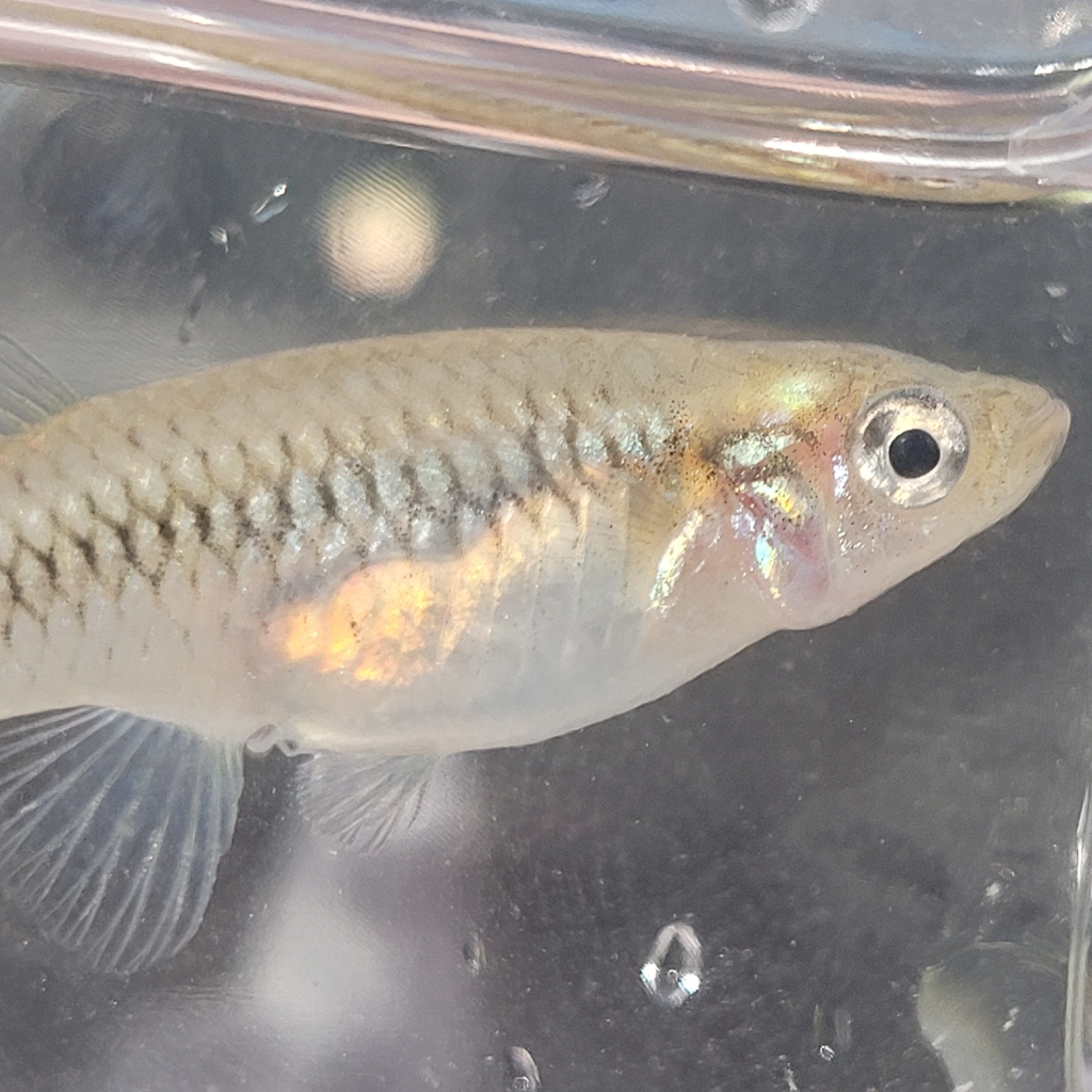 San Felipe Gambusia