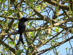 Dicrurus macrocercus