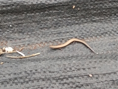 Ablepharus rueppellii