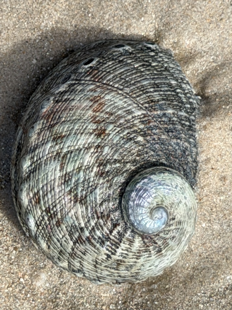 Circular ear shell from Holdfast Bay - North, South Australia ...
