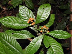 Palicourea racemosa