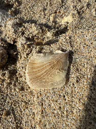 Isognomon observed 2026-04-29