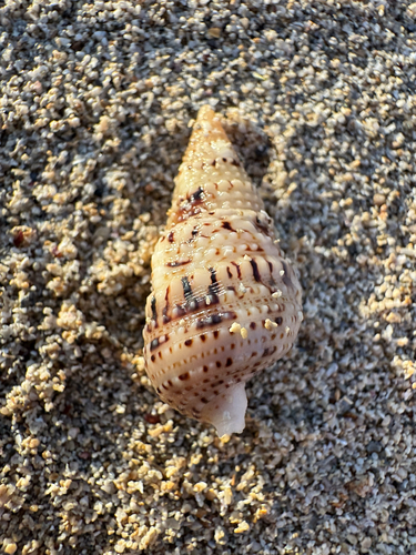 Rhinoclavis sinensis observed 2026-04-29