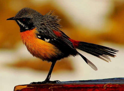 iNaturalist image