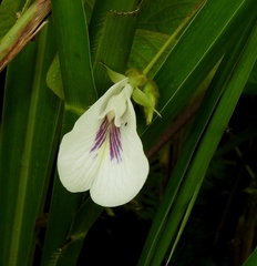 Clitoria falcata