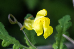 Neogaerrhinum filipes