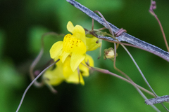 Neogaerrhinum filipes