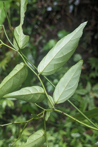 Ventilago leiocarpa, photograph 5
