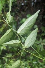 (c) 許文俊, some rights reserved (CC BY-SA) Ventilago leiocarpa, photograph (c) 許文俊, some rights reserved (CC BY-SA)
