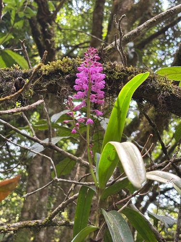 Aerides ringens observed 2026-04-09