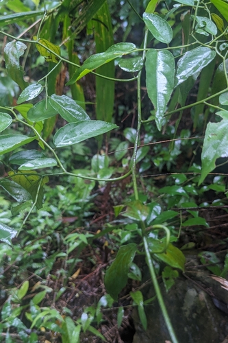 Ventilago leiocarpa, photograph 6