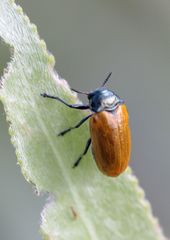 Labidostomis