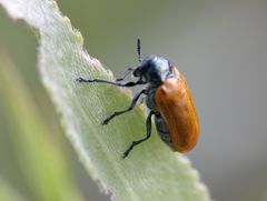 Labidostomis