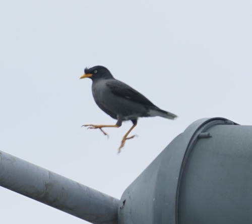 Javan Myna, Taipei, New Taipei City, Taiwan, photo 7 of 10
