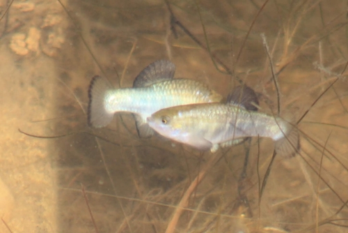 Amargosa pupfish (Cyprinodon nevadensis) — Cyprinodontidae — 5