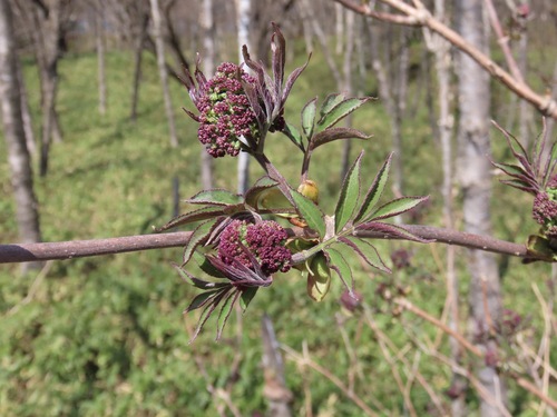 Sambucus sieboldiana, photograph 1