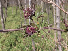 Sambucus sieboldiana, photograph (c) Marco Mussita, some rights reserved (CC BY)