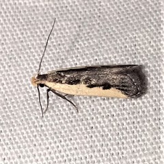 Dichomeris setosella
