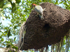 Melanerpes superciliaris