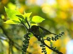 Zosterops palpebrosus